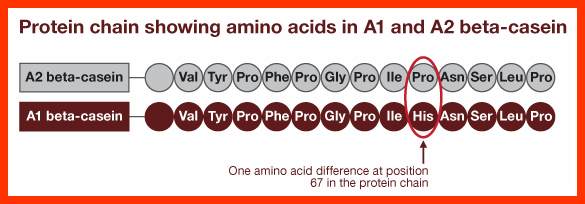 A1A2Protein