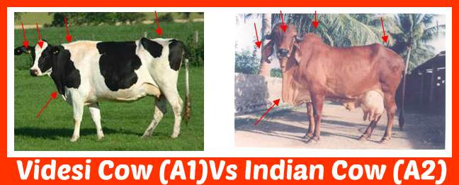 Indian Cow