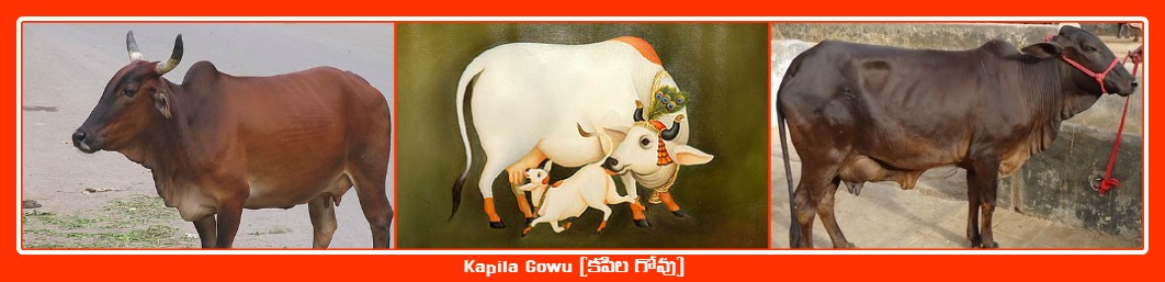 Kapila Govu